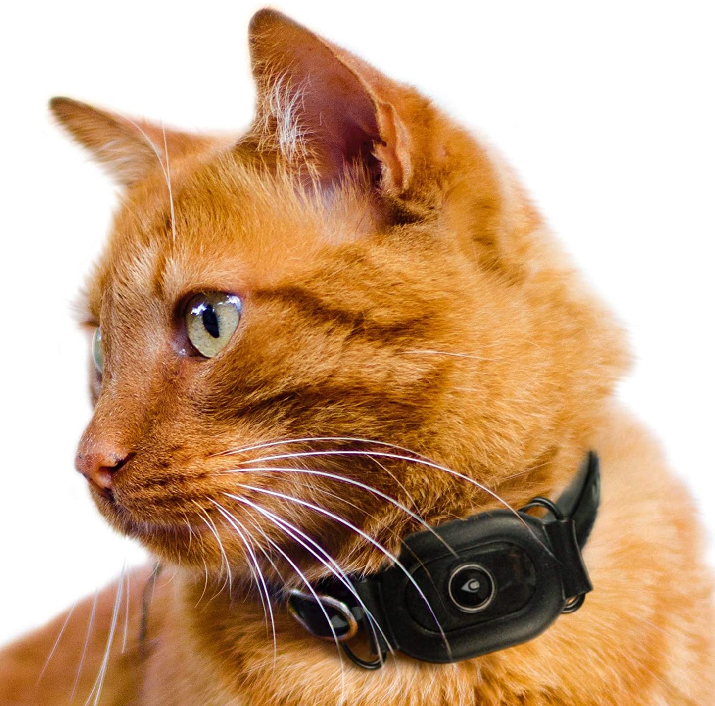 Charlore CAT GPS Tracker for cats, Lightest UK tracker (23g), Unlimited Range, Free & Shareable App, UK Support